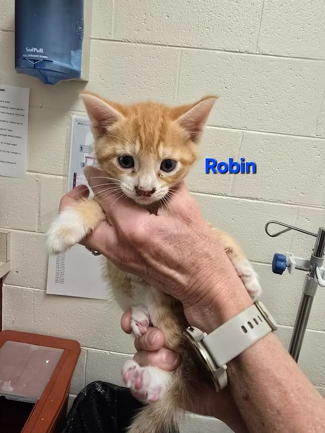 Robin