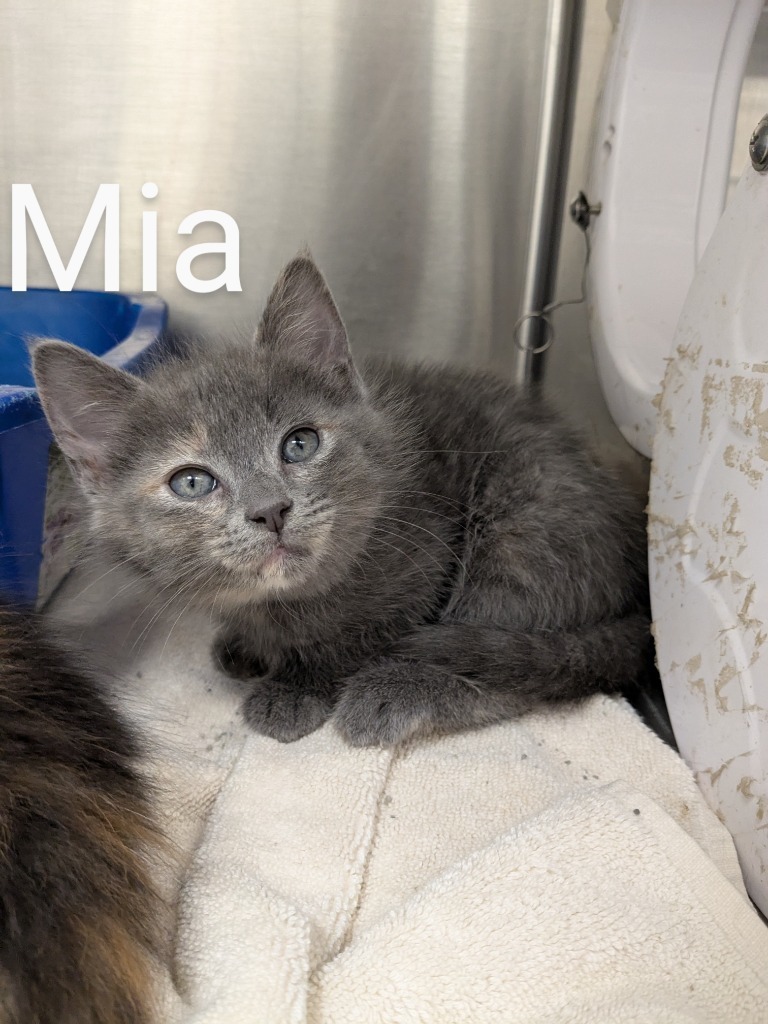 Mia