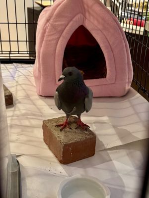 Please apply to adopt httpwwwpigeonrescueorgbirdsapply-to-foster-or-adopt