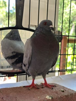 William Shakesbeak Pigeon Bird