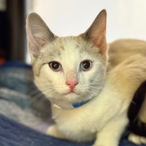 Emmet Domestic Short Hair Cat