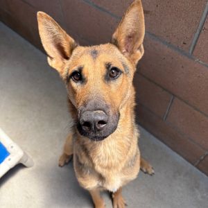 Honey Shepherd Dog