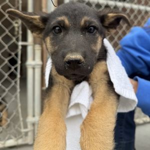 Galaxy Shepherd Dog