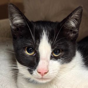 Edward Domestic Short Hair Cat