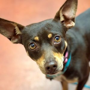 Sunset Chihuahua Dog