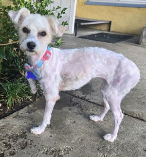 Didi Maltese Dog