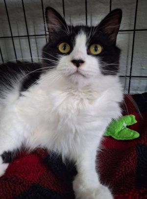 Sophia, Young Female Domestic Long Hair