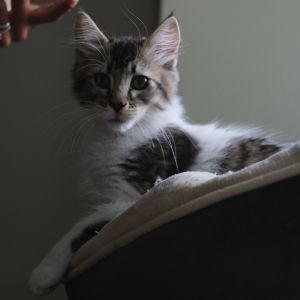 Lucy Maine Coon Cat