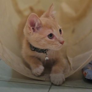 Andy Domestic Medium Hair Cat