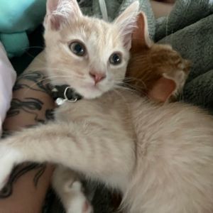 Say hello to Andy a 12-week-old kitten with a heart as bright as his white-and-honey fur Outgoing