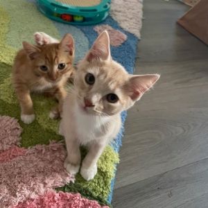 Say hello to Andy a 12-week-old kitten with a heart as bright as his white-and-honey fur Outgoing