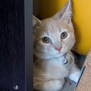 Andy Domestic Medium Hair Cat