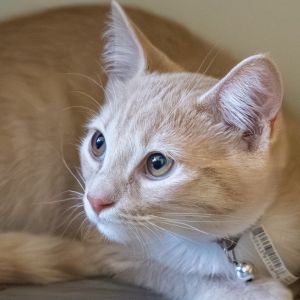 Meet Andy a 14-week-old bundle of joy with soft white-and-honey fur and a heart as warm as his colo