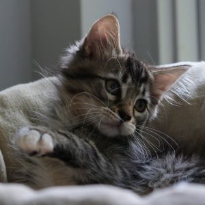 Jack Maine Coon Cat