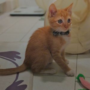 Red Maine Coon Cat
