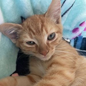 What could be more wonderful than a sweet little kitten How about one with a soft reddish coat and
