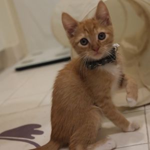 What could be more wonderful than a sweet little kitten How about one with a soft reddish coat and