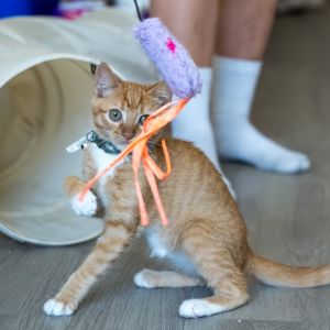 What could be more wonderful than holding a warm purring kitten in your arms Now imagine that kitt