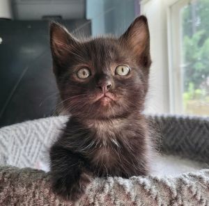 Teaka Bombay Cat