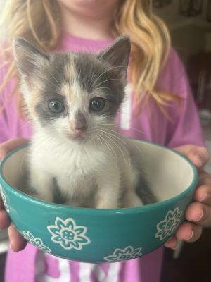 Scarlet, Baby Female Domestic Short Hair