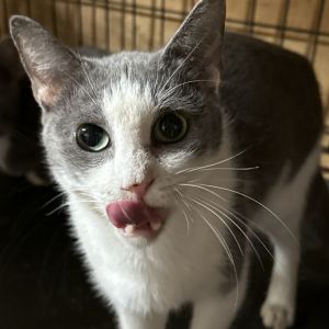 Hillary, Young Female Domestic Short Hair