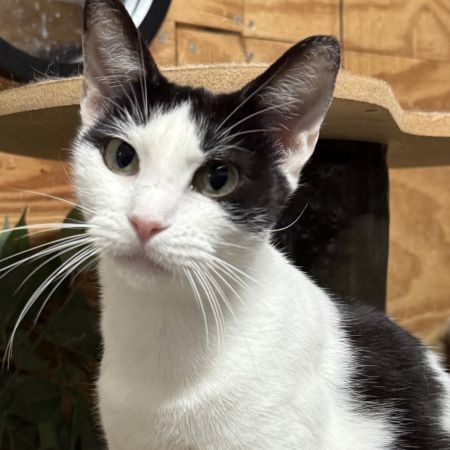 Miss Priss photo