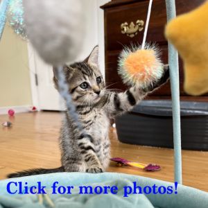 Nutmeg, Baby Female Domestic Short Hair