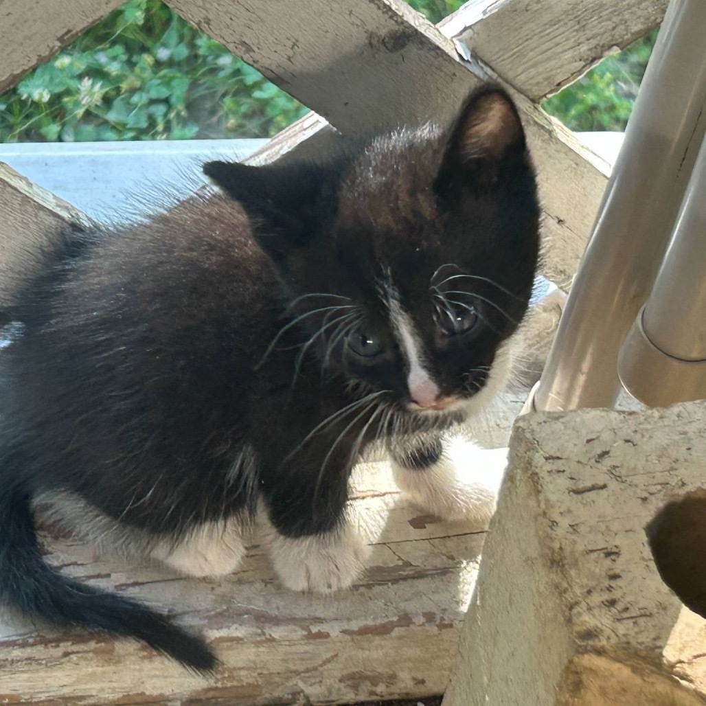 Pip