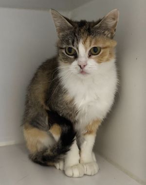 Mudsy, Adult Female Domestic Short Hair