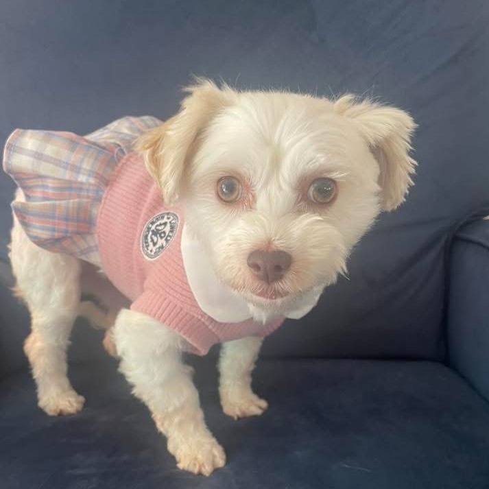 Glacier - 2303, an adoptable Havanese in Holly, MI, 48442 | Photo Image 1