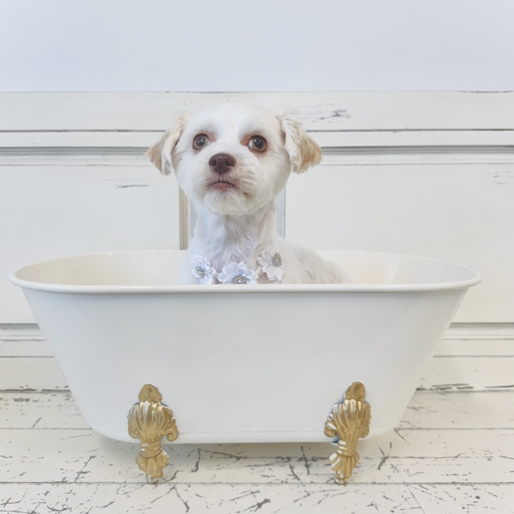 Glacier - 2303, an adoptable Havanese in Holly, MI, 48442 | Photo Image 3