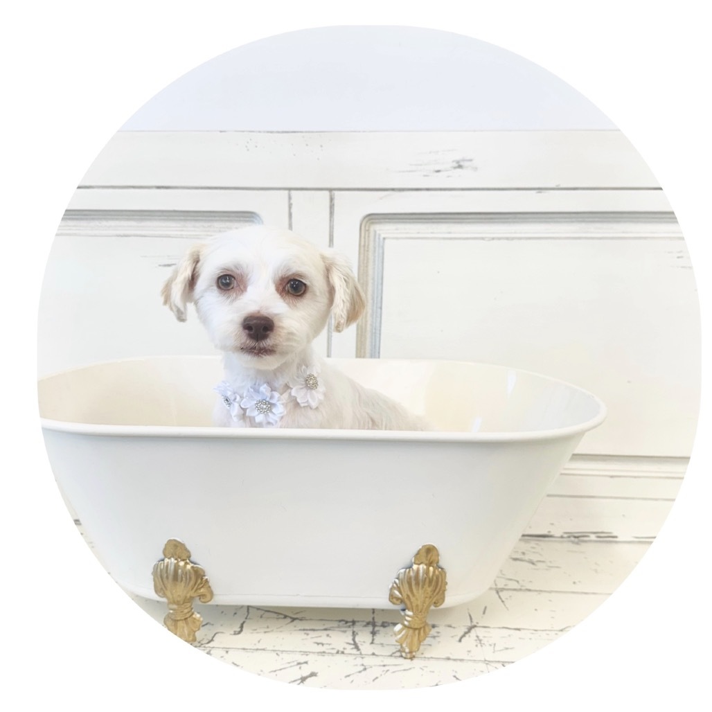 Glacier - 2303, an adoptable Havanese in Holly, MI, 48442 | Photo Image 4