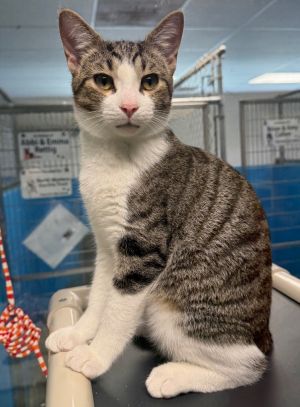 Jake, Young Male Domestic Short Hair