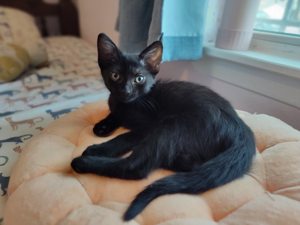 Jingles
