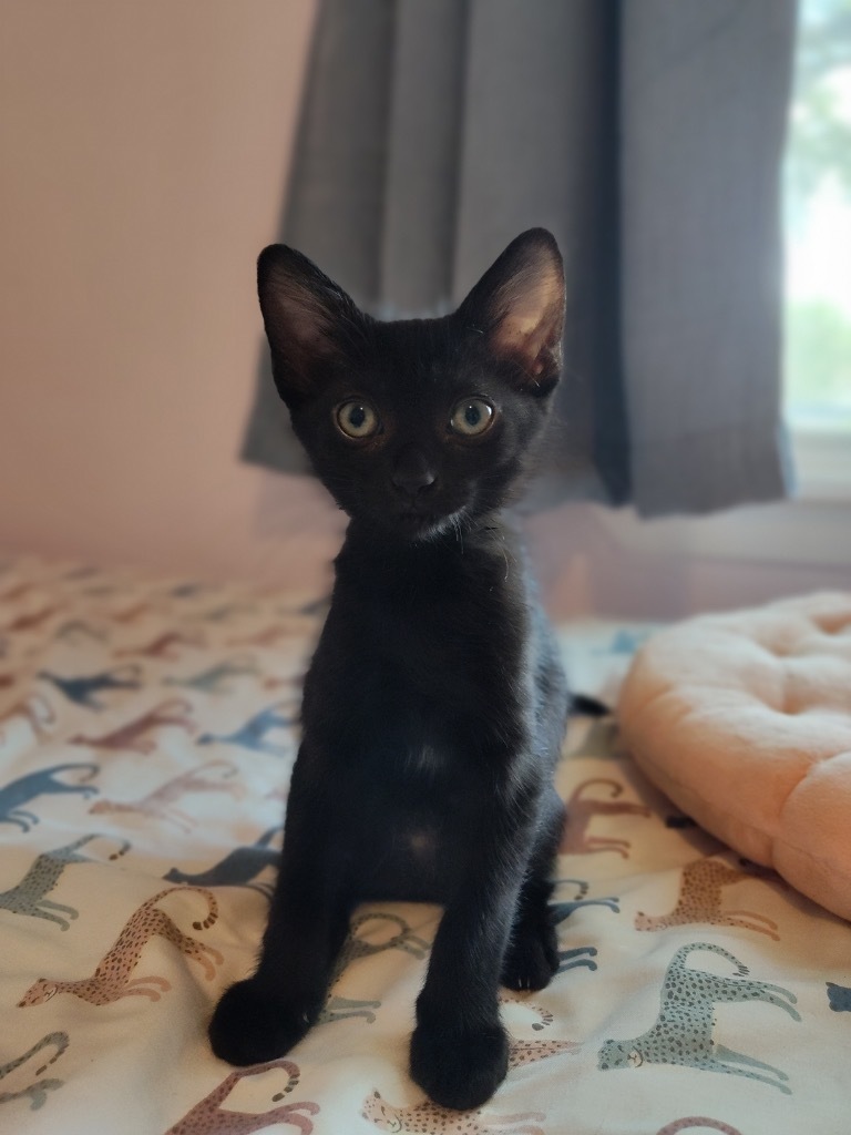 Jingles