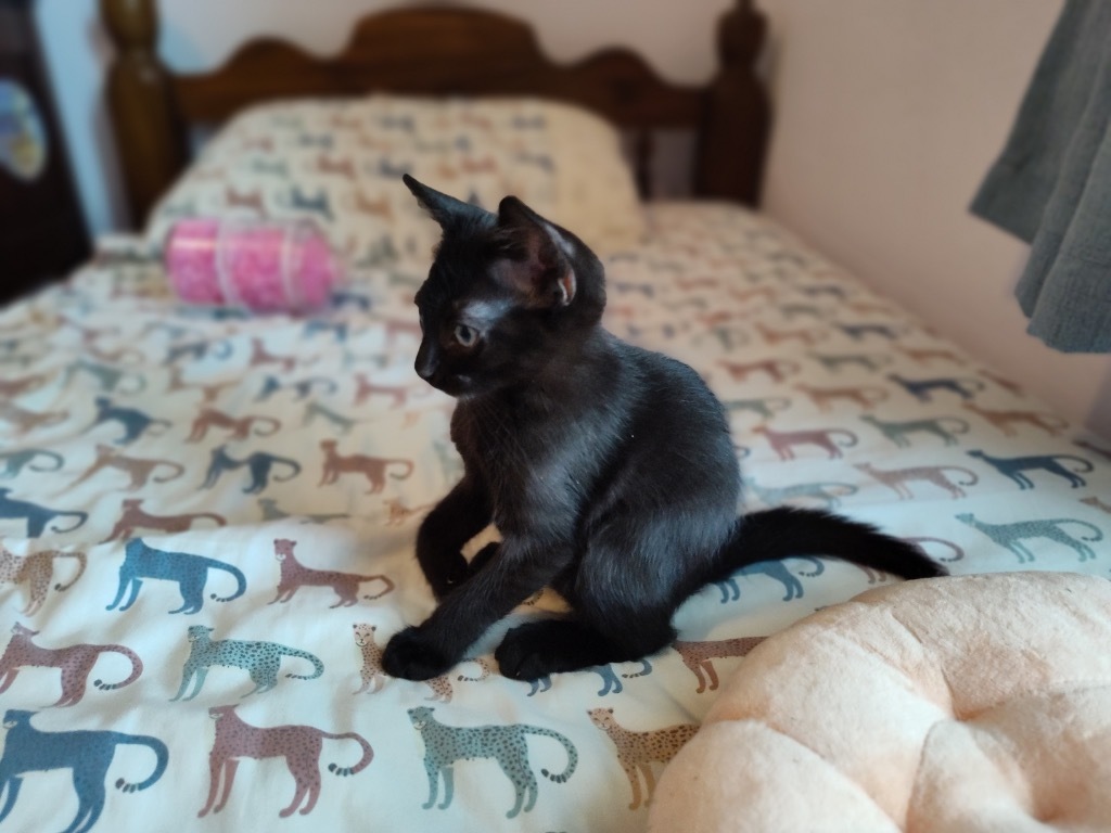 Jingles