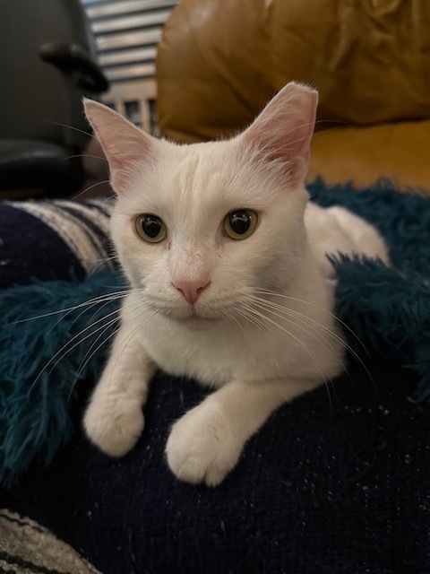 Sadie