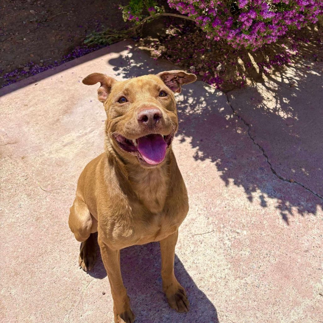 Jackson - PAWS, an adoptable Mixed Breed in Las Cruces, NM, 88001 | Photo Image 1