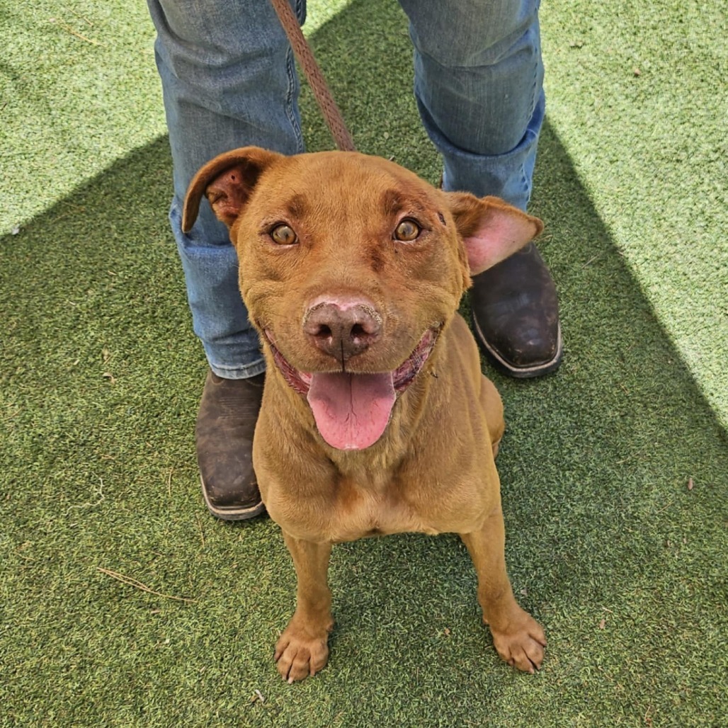 Jackson - PAWS, an adoptable Mixed Breed in Las Cruces, NM, 88001 | Photo Image 2