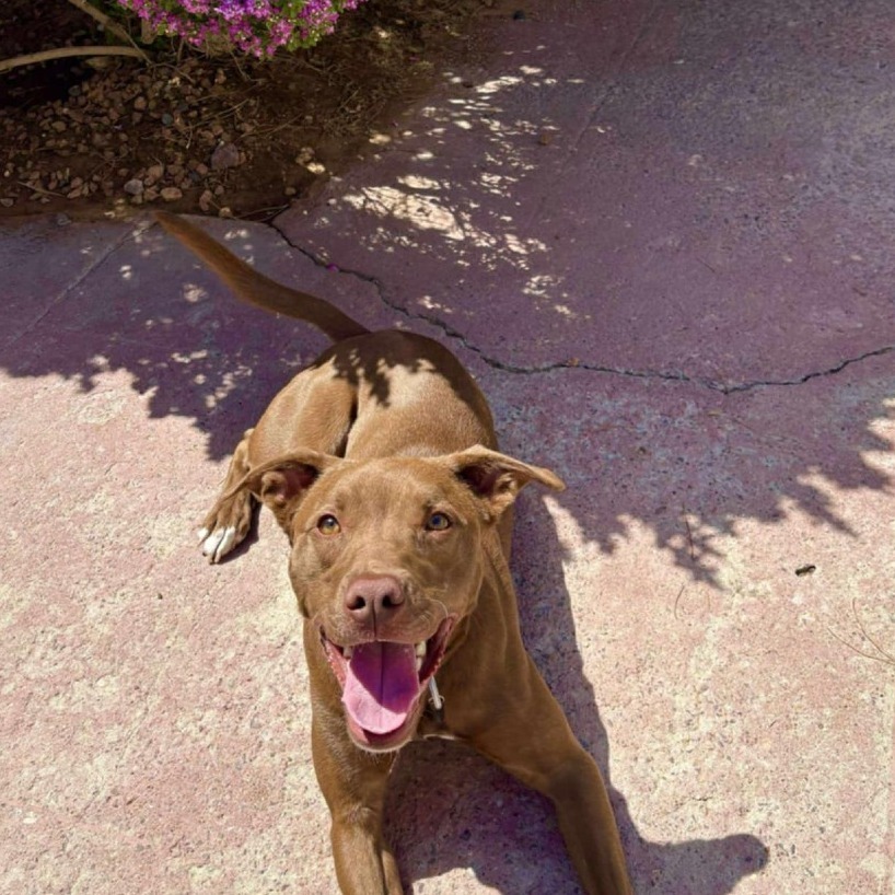 Jackson - PAWS, an adoptable Mixed Breed in Las Cruces, NM, 88001 | Photo Image 5