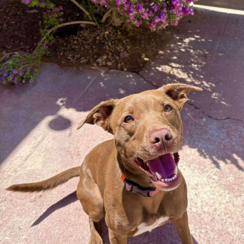 Jackson - PAWS, an adoptable Mixed Breed in Las Cruces, NM, 88001 | Photo Image 6