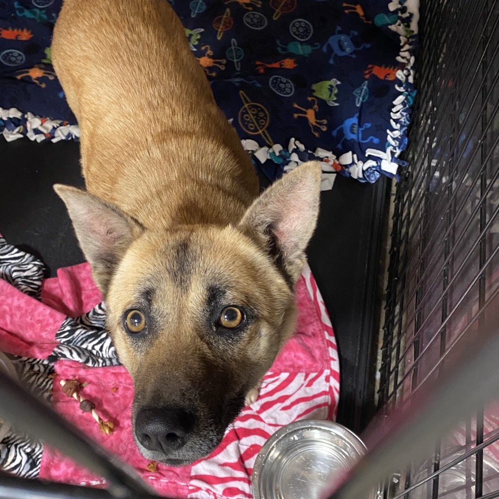 Princess Peach, an adoptable Mixed Breed in Bismarck, ND, 58507 | Photo Image 1