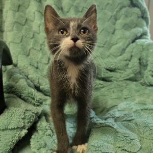 Dottie, Baby Female Domestic Short Hair