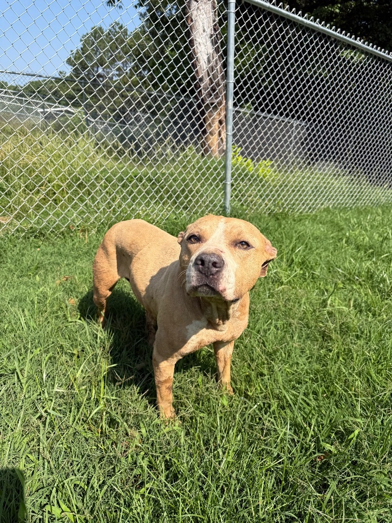 Tammi