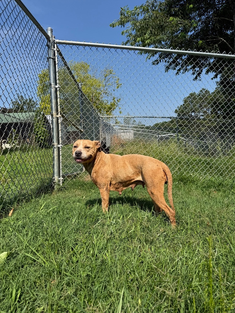 Tammi