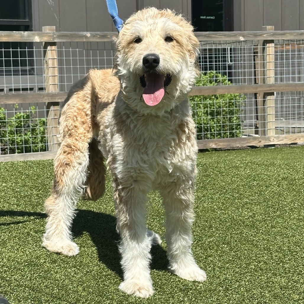 Emma, an adoptable Mixed Breed in Hailey, ID, 83333 | Photo Image 1