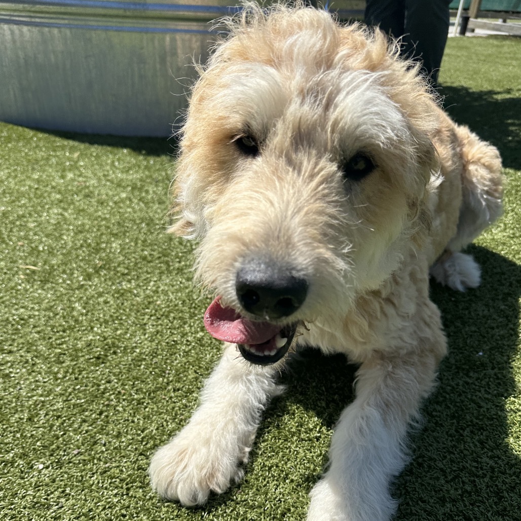 Emma, an adoptable Mixed Breed in Hailey, ID, 83333 | Photo Image 2