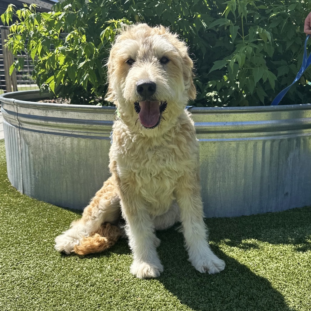 Emma, an adoptable Mixed Breed in Hailey, ID, 83333 | Photo Image 3