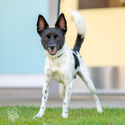 Sonny Angel, an adoptable Mixed Breed in Honolulu, HI, 96826 | Photo Image 1