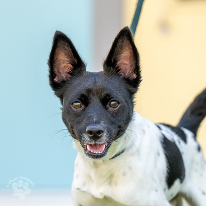 Sonny Angel, an adoptable Mixed Breed in Honolulu, HI, 96826 | Photo Image 2